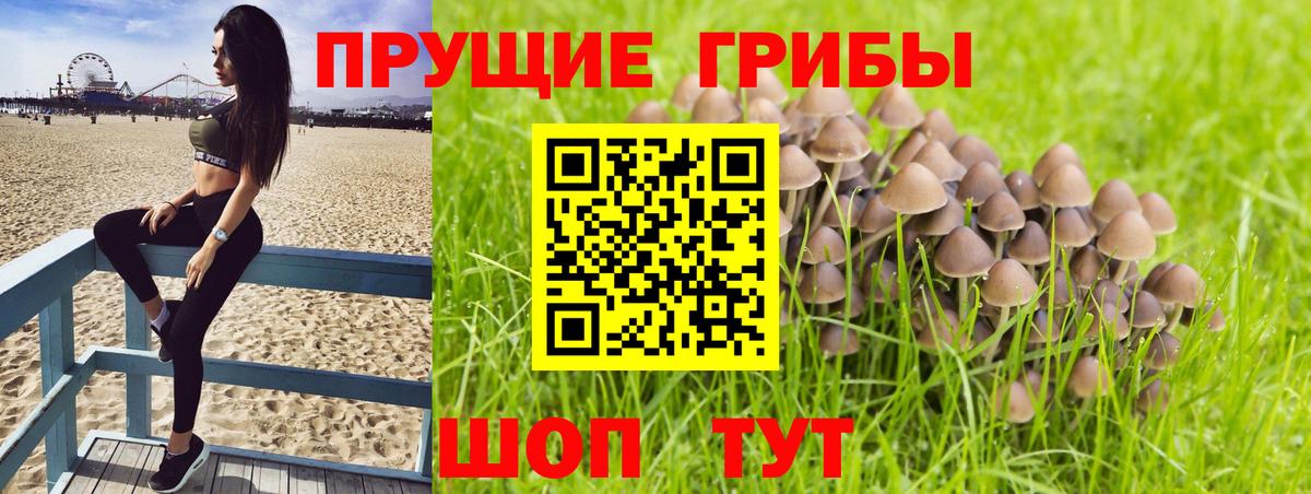 Партизанск  Галлюциногенные грибы GOLDEN TEACHER  Вход с VPN 